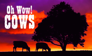 Cow movie a real hit