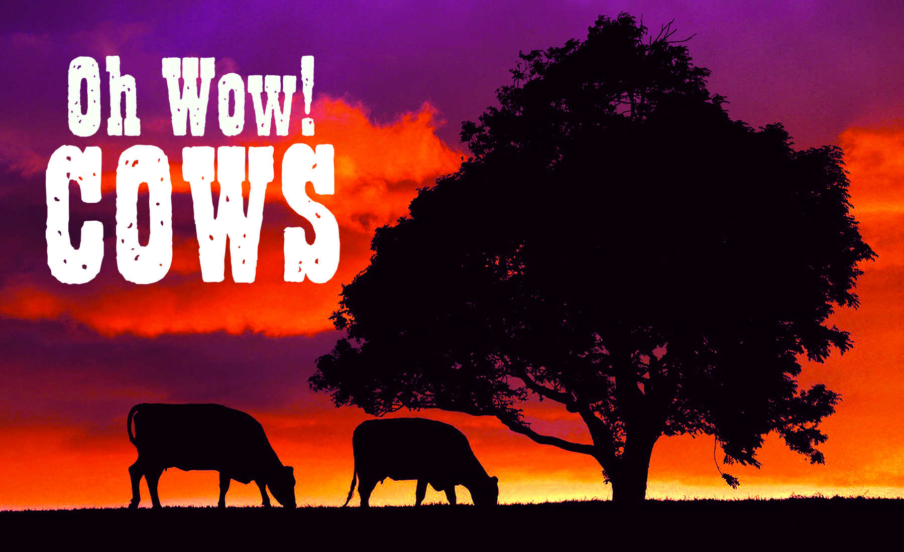 “Oh Wow! Cows” featured